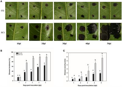 Comparative Transcriptomic Analysis Reveals That Ethylene/H2O2-Mediated Hypersensitive Response and Programmed Cell Death Determine the Compatible Interaction of Sand Pear and Alternaria alternata